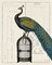 Peacock Birdcage II Poster Print by Sue Schlabach - Item # VARPDX10292